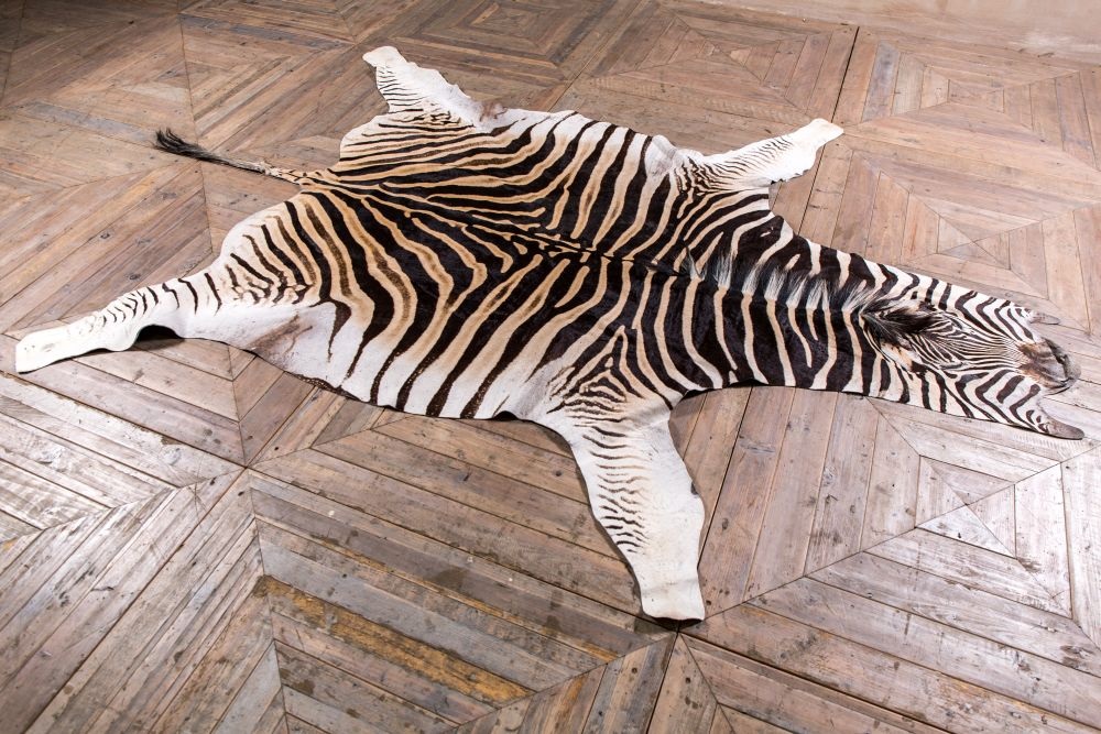 Looking For Some Best Zebra Hide Rug Cleaning Techniques? Read on